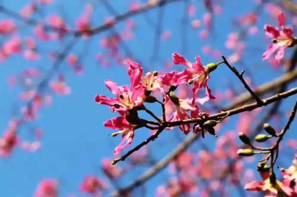 psb.jpg 冬季看花 一句话