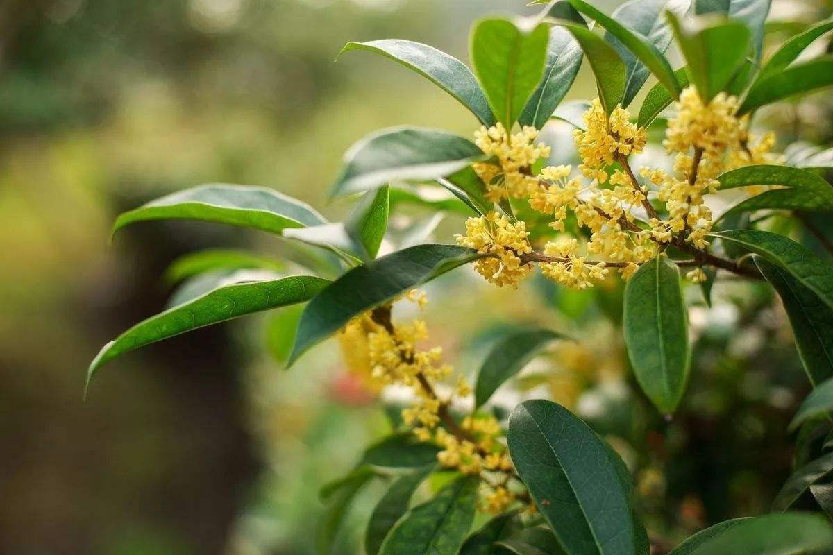 timg.jpg 今天上班路过桂花树，冬天桂花树开花，花好香 一句话