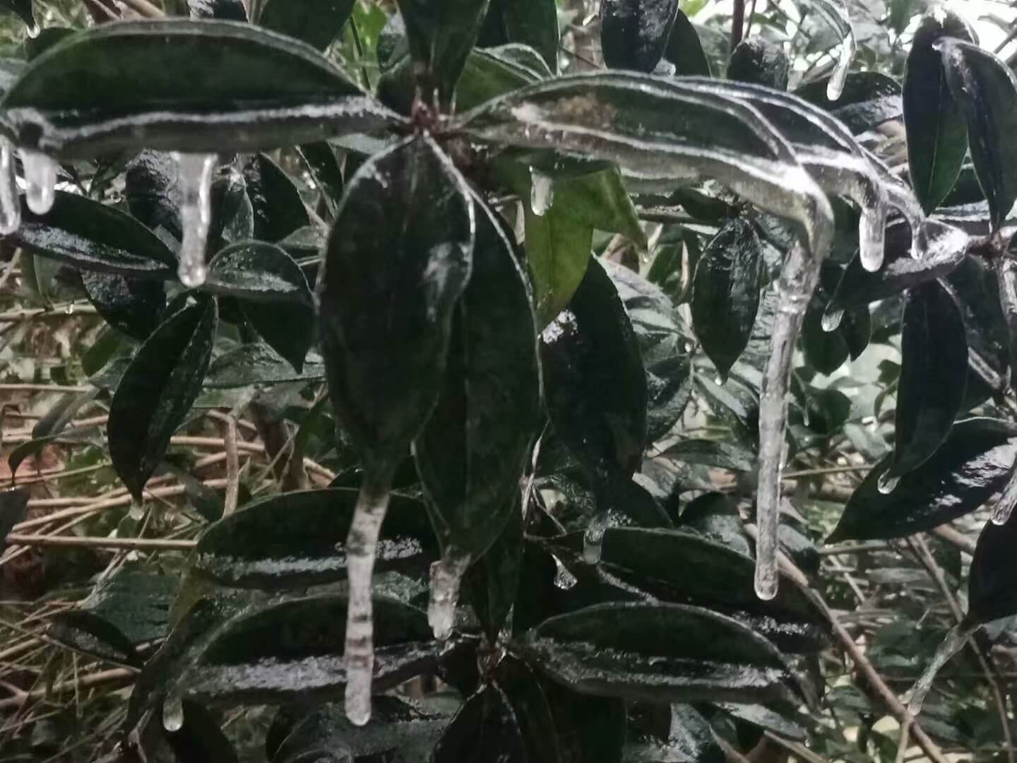 年初六，老家-1度，结冰了，我出门上班了 一句话 第2张